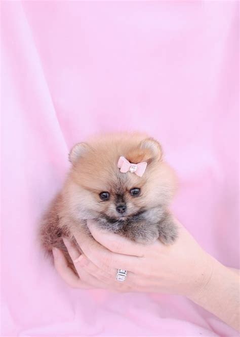 Tiny Teacup Pomeranians and Pomeranian Puppies For Sale by TeaCups | Teacups, Puppies & Boutique