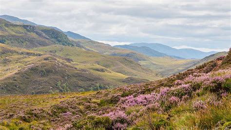 THE AREA OF GROUSE MOOR IN SCOTLAND - The Gift of Grouse I Support Moorland Life