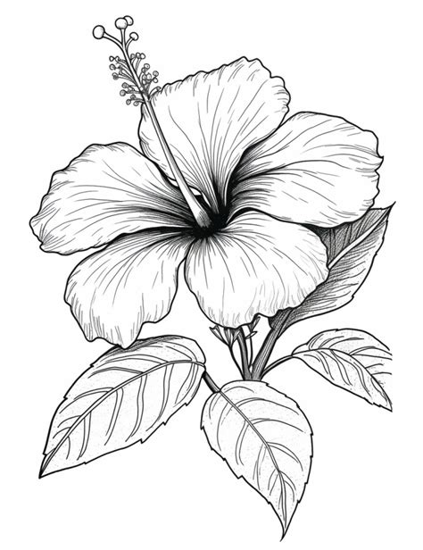 hibiscus flower drawing easy