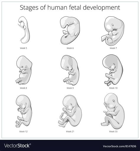 Stages of human fetal development schematic vector image on VectorStock ...