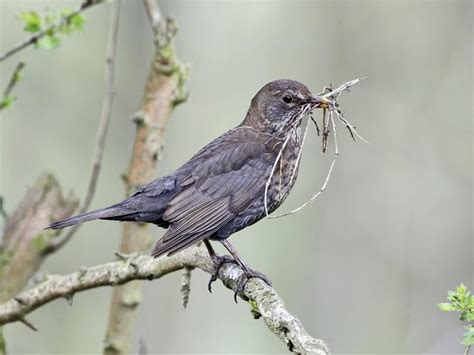 Blackbird Nesting: A Complete Guide | Birdfact