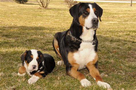 Greater Swiss Mountain Dog and puppy | Swiss mountain dogs, Greater ...