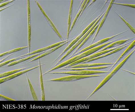 Monoraphidium griffithii | Protists, Microscopic organisms, Microbiology