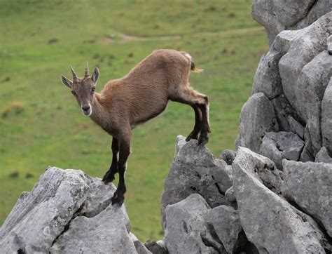 What are the impacts of climate change on alpine wildlife