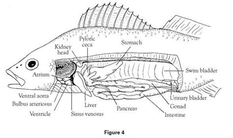 Perch Dissection | Life science activities, Teaching cells, Chemistry classroom