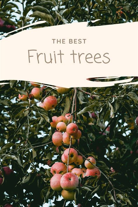 The Best Bare Root Fruit Trees for Sale | Just Trees Online