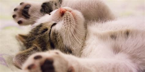 Why do cats purr? | International Cat Care