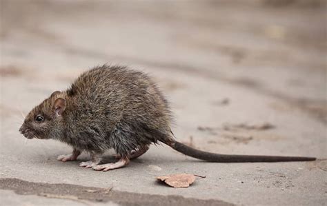 A Guide To Roof Rat Control & Prevention In CA | Pro Active Pest Control