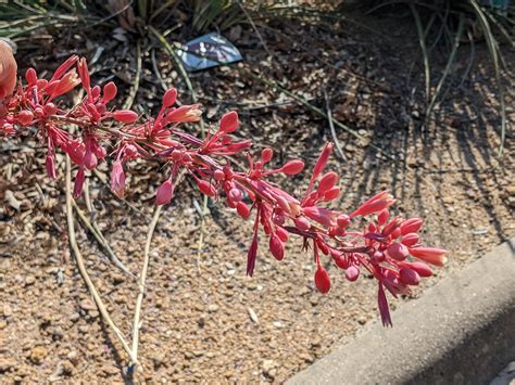 Red Yucca – Victory Seed Company