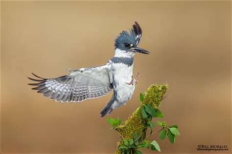 Belted Kingfisher | Bill Morales Photography