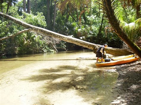 Kayaking Wekiva River & Rock Springs Run with Gators! ~ When 140 Characters Just Doesn't Cut It...