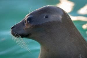 What is a Pinniped? - AquaViews - Leisure Pro