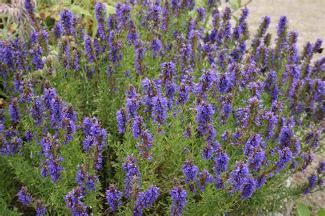 Hyssop uses and benefits - Connecting Essentials