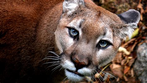 A western cougar dies at Grandfather Mountain wildlife habitat park