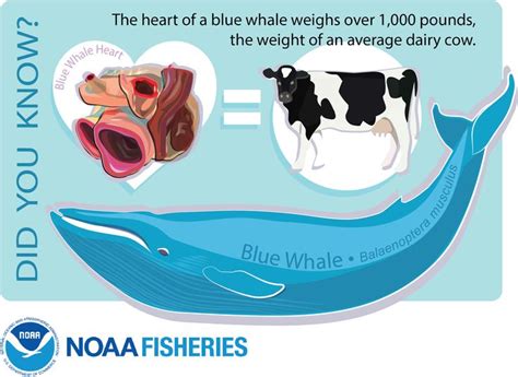 whale heart infographic | Science and technology news, Whale, Heart infographic