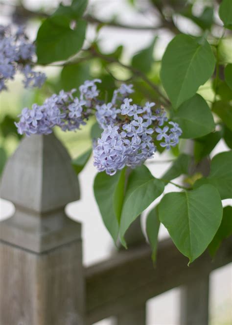 simple things: Lilac time