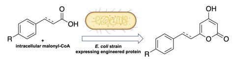 Enzyme Chemistry on Twitter: "Reshaping the 2-Pyrone Synthase Active ...