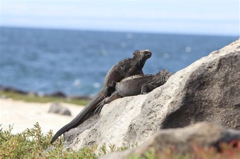 Premium Photo | Galapagos marine iguana