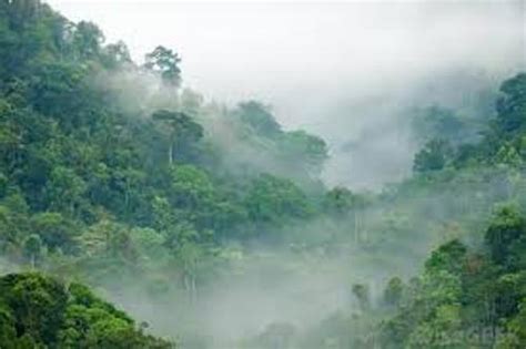 10 Facts about Congo Rainforest - Fact File