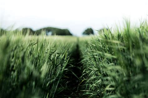 1290x2796px, 2K Free download | Nature, Field, Rye, Agriculture HD wallpaper | Pxfuel