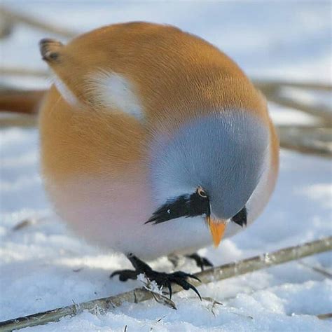 fluffybird! Beardedtit By:@wallmika #beardedtit#viiksitimali #prettybird #birdlover # ...