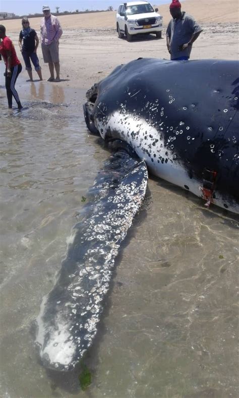 Fourth whale stranding | Namib Times