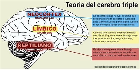 Educando el despertar: El cerebro emocional en los niños