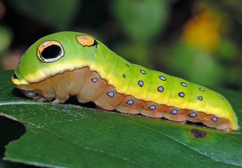 Maryland Biodiversity Project - Spicebush Swallowtail (Pterourus troilus)