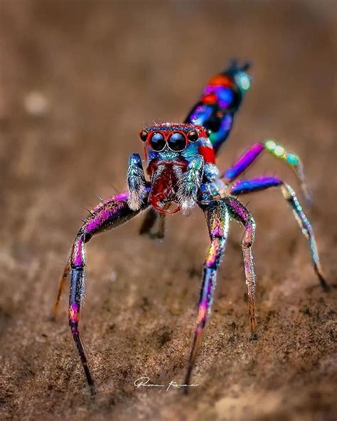 Fotografo indiano realizza bellissime foto di ragni colorati e affascinanti insetti Weird ...