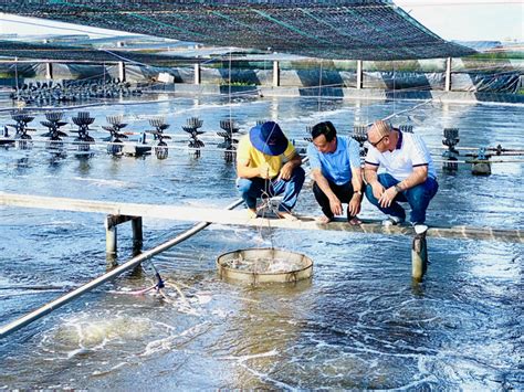 Utilizing advanced technology to elevate shrimp farming