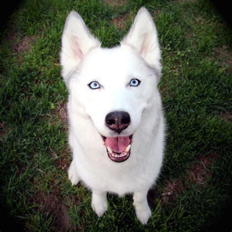 Husky Mix Breed Dogs | 45+ Most Adorable Husky Mixes | WITH PICS | Puppies with blue eyes, Dog ...