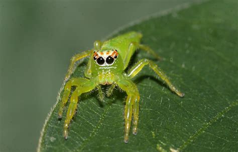 Female northern green jumping spider [4751x2928][OC] : r/spiders