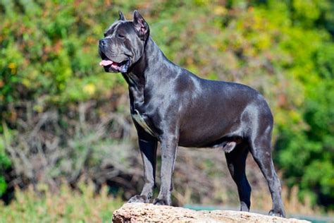 Cane Corso Vs Dogo Argentino | Breed Comparison