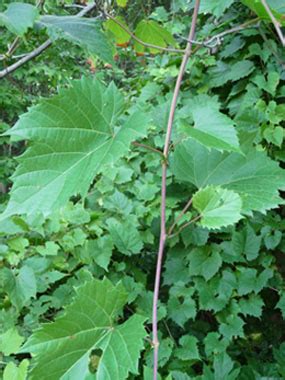 Wild Grape Vine: Pictures, Flowers, Leaves & Identification | Vitis riparia