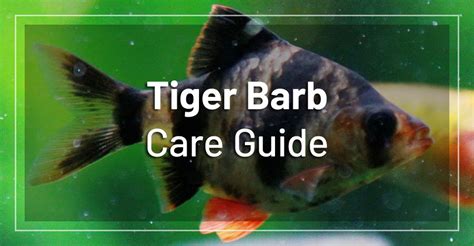 Tiger Barb Fish Care - Complete Guide on How to Keep Tiger Barbs