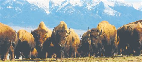 Roaming Free On The National Bison Range | Montana Senior News