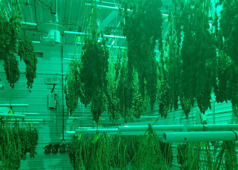 How to Improve Cannabis Yield: The Benefits of Drying Racks