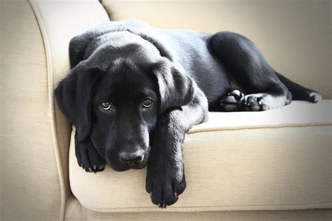 10 Black Dog Breeds: Doberman Pinchers, Black Labrador Retriever, and More