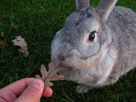 Conejo chinchilla comiendo :: Imágenes y fotos