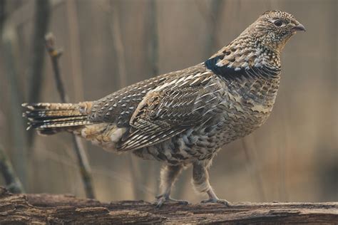 Special National Bird Day... - Commonwealth of Pennsylvania