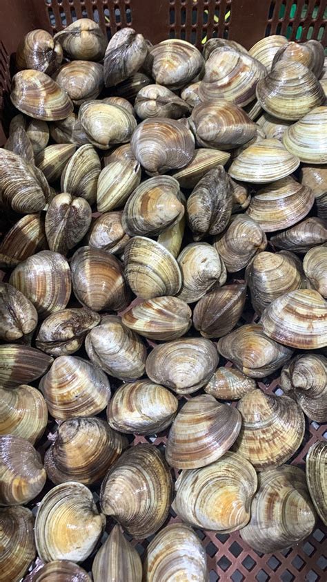 Buy Live Korea Quahog Online Delivery|Evergreen Seafood Singapore