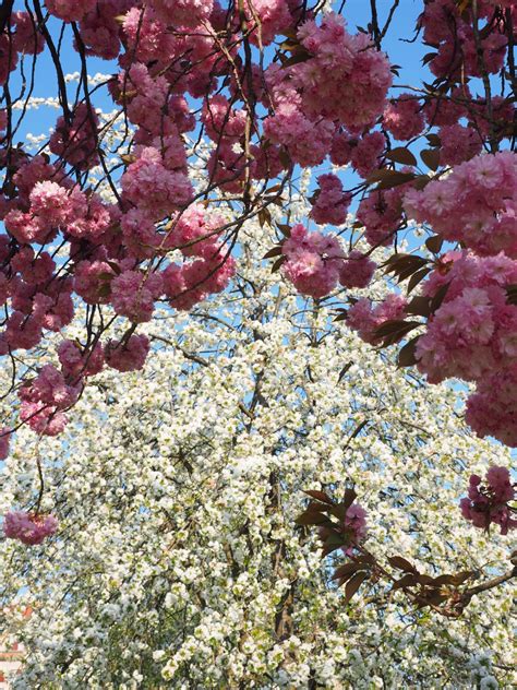 Free Images : landscape, nature, branch, flower, bloom, spring, pink, cherry blossom, branches ...