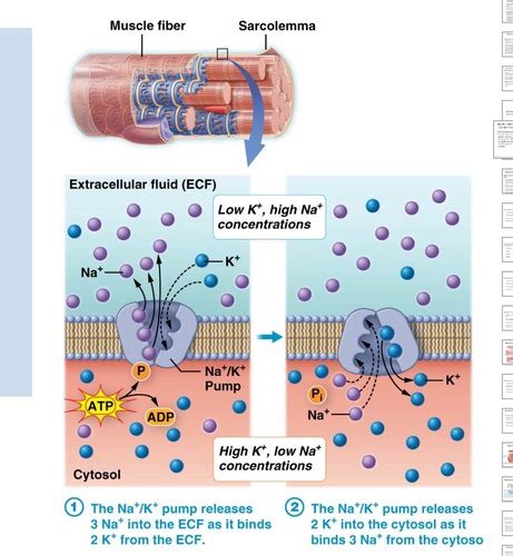 Electrically Excitable Cells (Skeletal Muscle Fibers) & Muscle Contraction and Relaxation ...