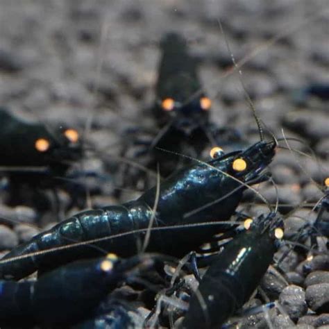 What Do Crawfish Eat? A Guide To The Mini Lobsters’ Diet - Coachella Valley Preserve