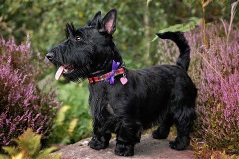 Scottish Terrier (Scottie): Breed Characteristics & Care