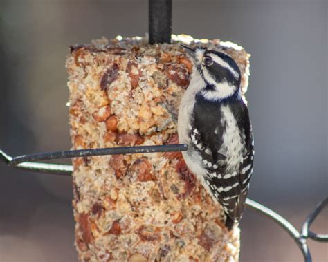 Downy Woodpecker - FeederWatch