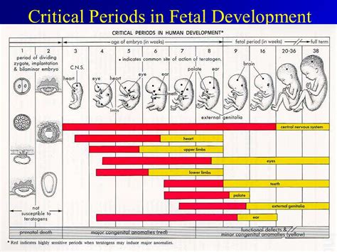 Psych 30 New Reproductive Technologies (fetal development) | What's happening in Kenaston School...