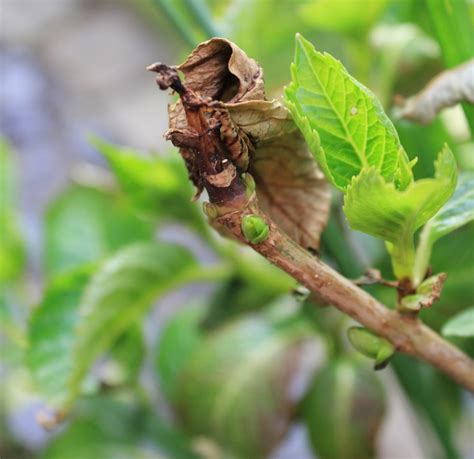 Hydrangea Leaves Curling, Wilting, Dying etc [Solutions]