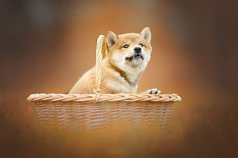 Shiba Inu Puppy Wallpaper