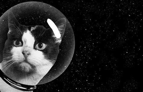 The Secret History of the First Cat in Space